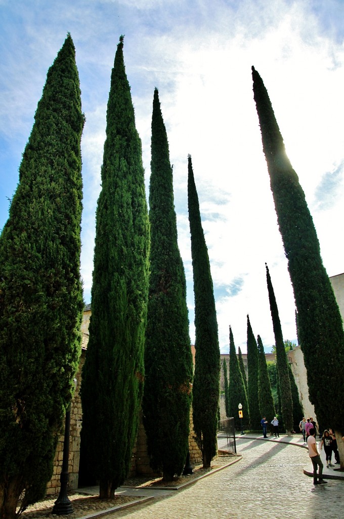 Foto: Girona tiempo de flores - Girona (Cataluña), España