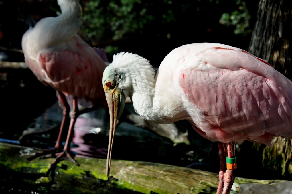 Foto: Aviario - Valencia (València), España