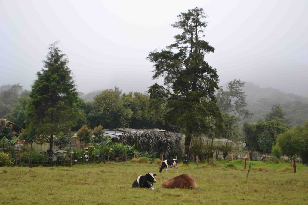 Foto de Los Cartagos (Alajuela), Costa Rica