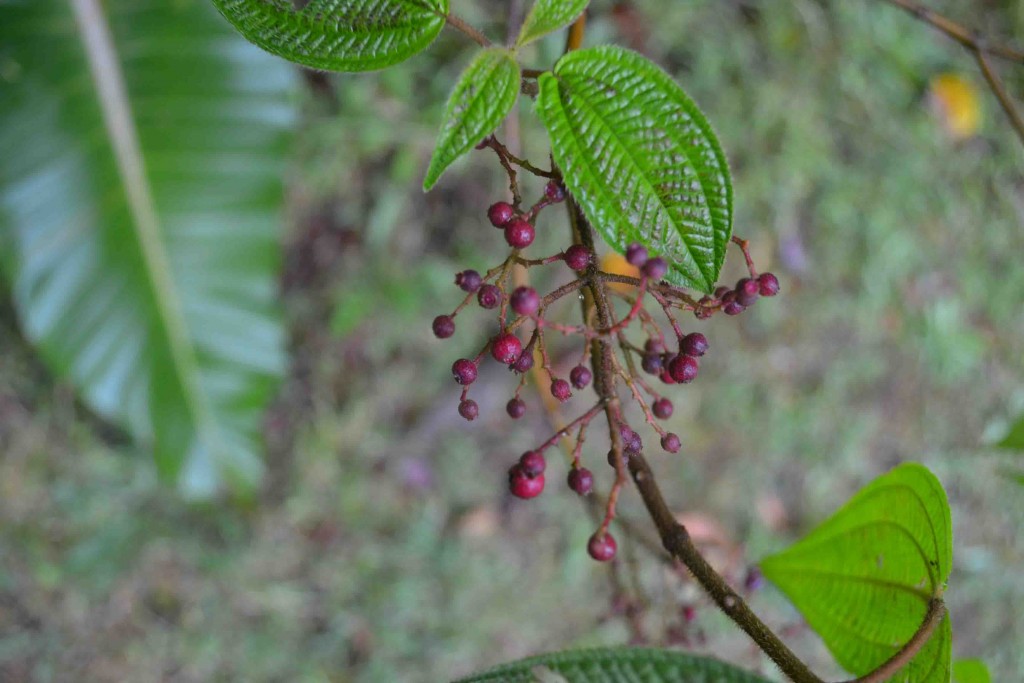 Foto de Los Cartagos (Alajuela), Costa Rica