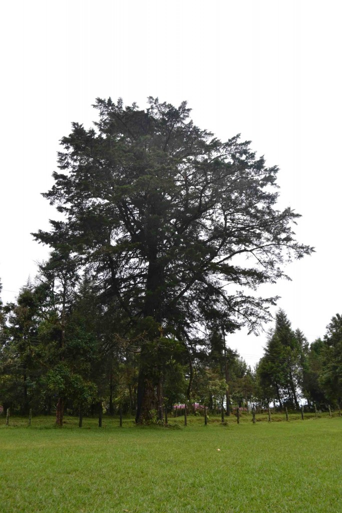 Foto de Los Cartagos (Alajuela), Costa Rica