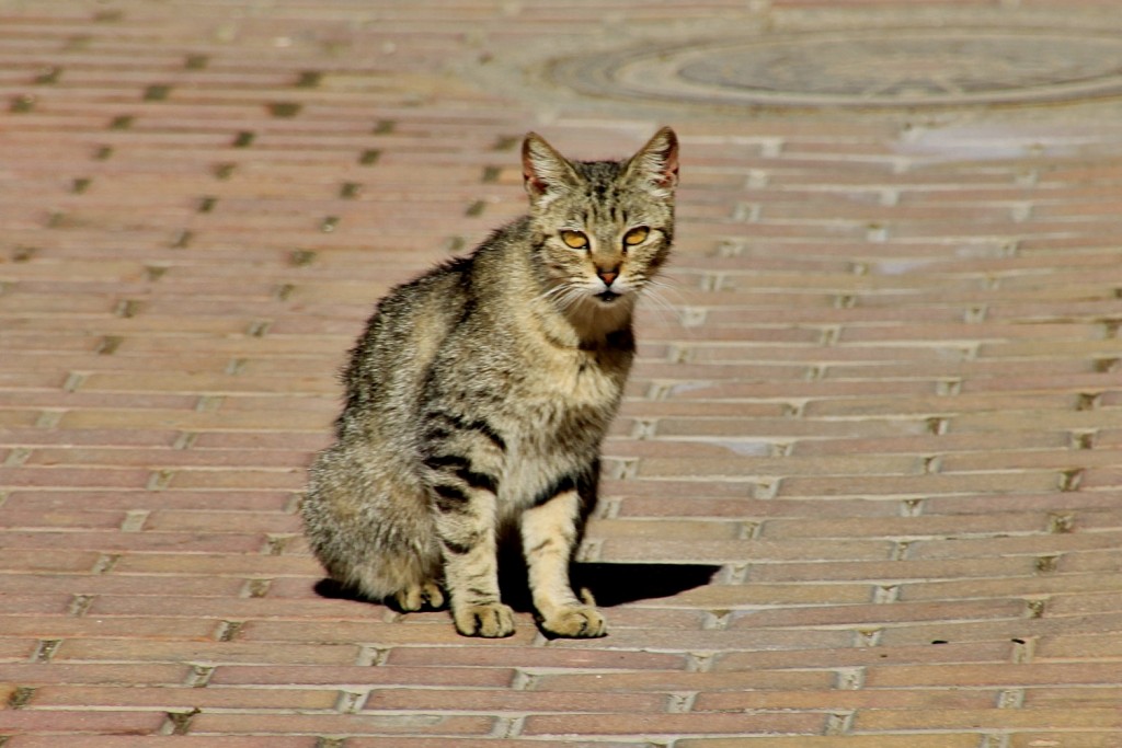 Foto: Gatito - Aguilas (Murcia), España