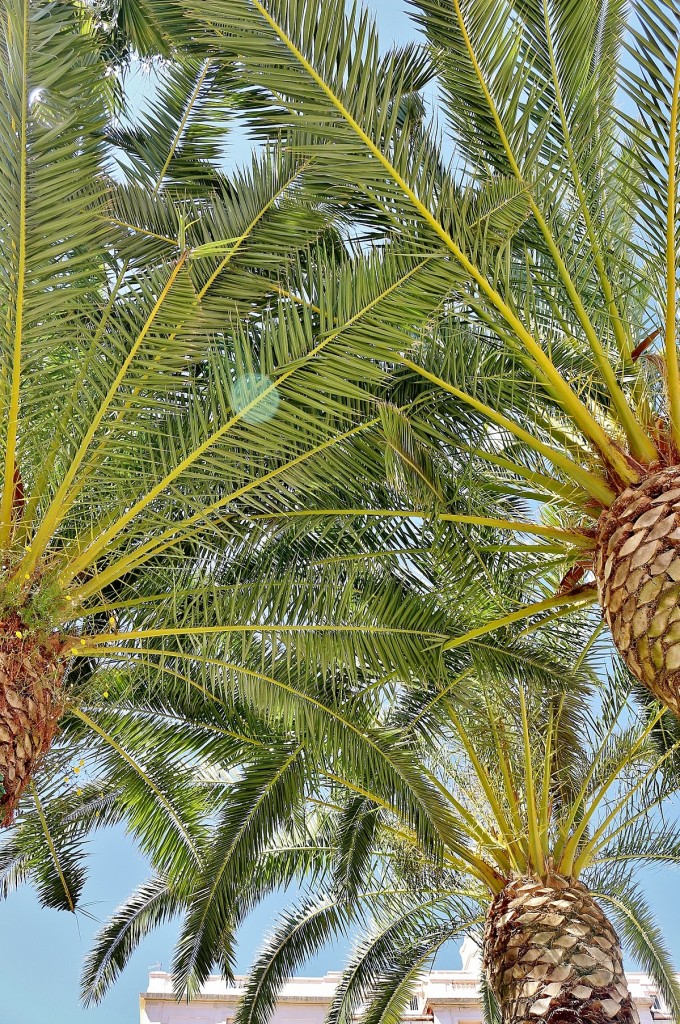 Foto: Palmeras - Cartagena (Murcia), España