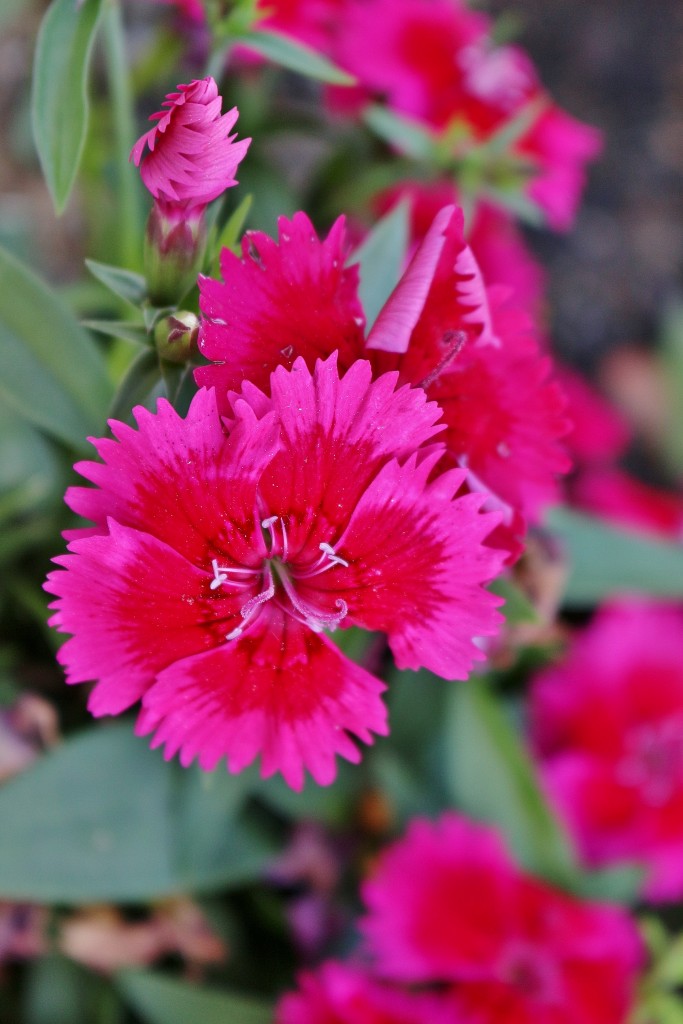 Foto: Un poco de color - Cieza (Murcia), España