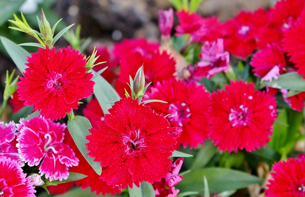 Foto: Un poco de color - Cieza (Murcia), España