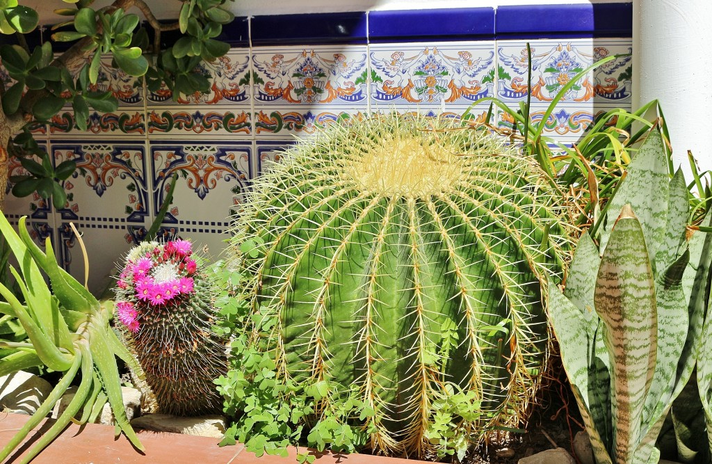 Foto: Pequeño jardín - Ricote (Murcia), España