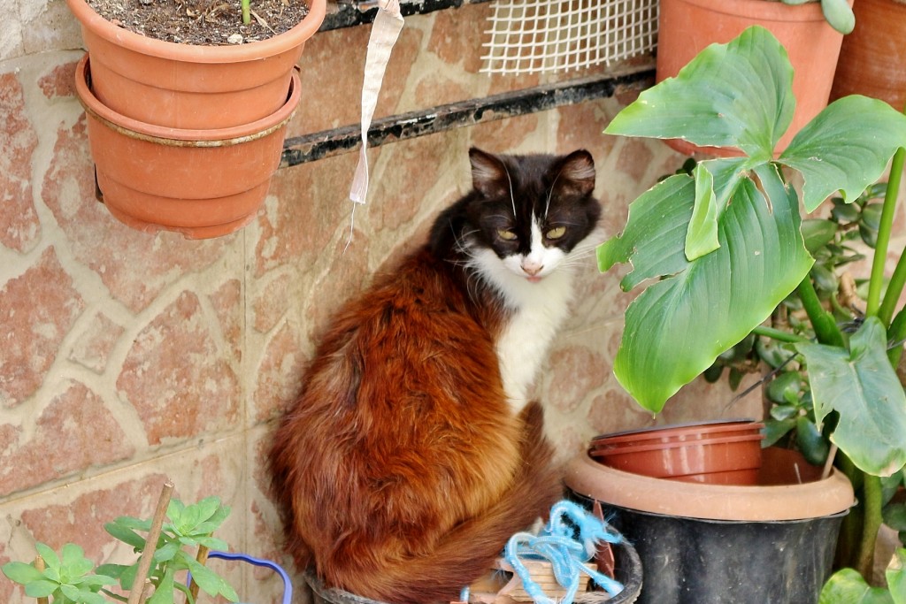 Foto: Gatito - Ojos (Murcia), España