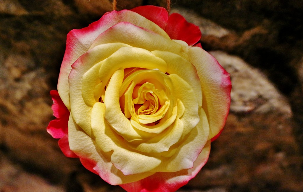 Foto: Tiempo de flores - Girona (Cataluña), España