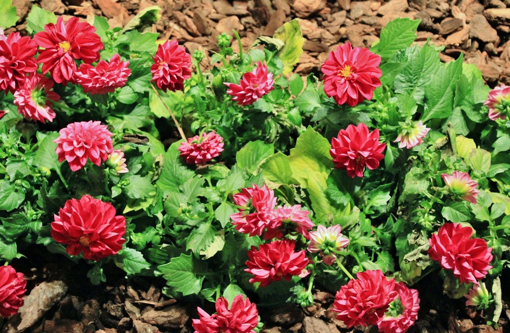 Foto: Tiempo de flores - Girona (Cataluña), España