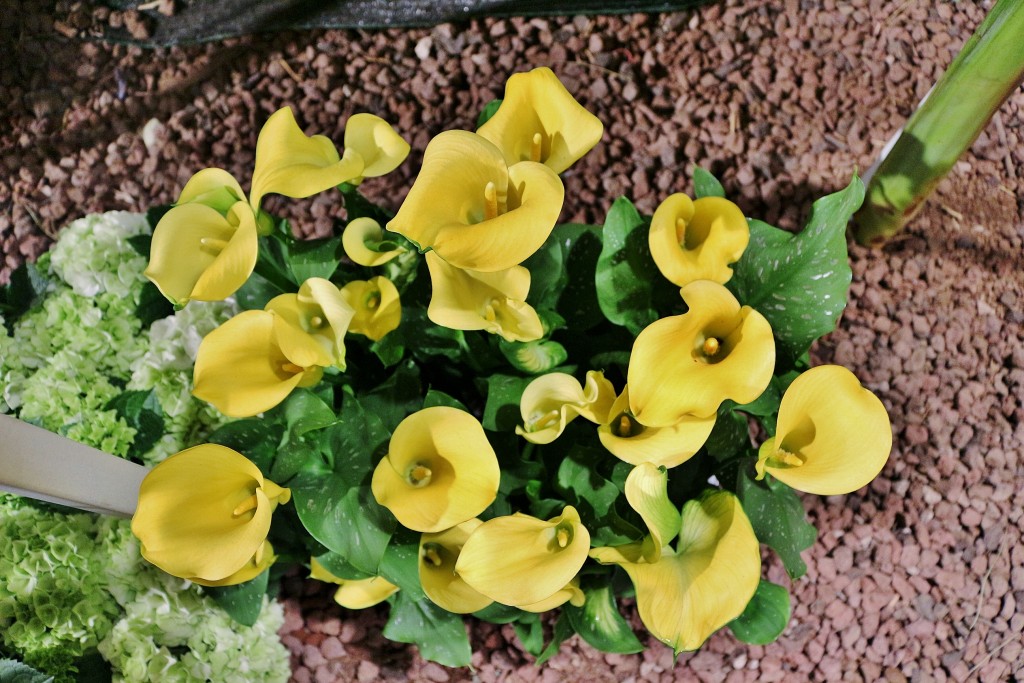 Foto: Tiempo de flores - Girona (Cataluña), España