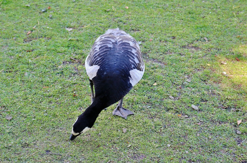 Foto: Skansen - Stockholm, Suecia