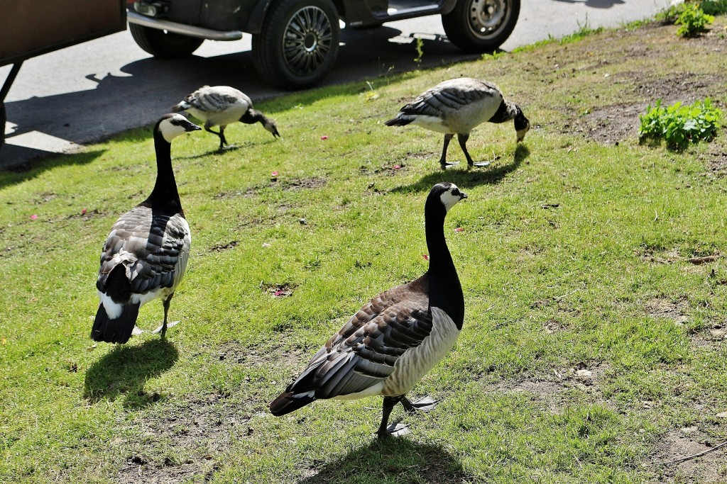 Foto: Skansen - Stockholm, Suecia