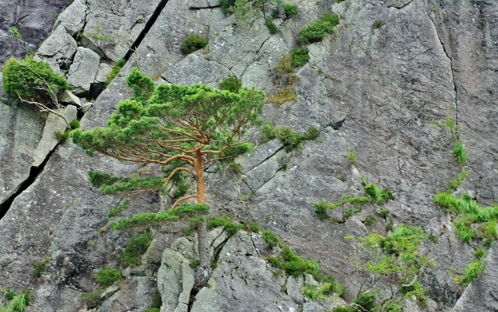 Foto: Navegando por el fiordo - Stavanger (Rogaland), Noruega