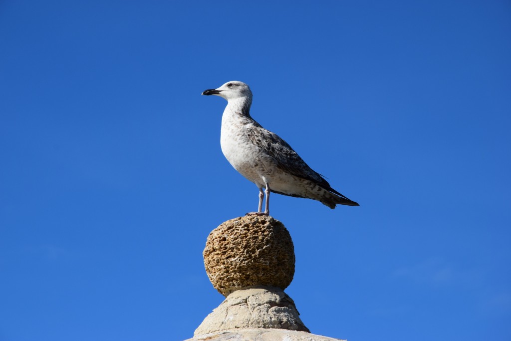 Foto de Cádiz (Andalucía), España