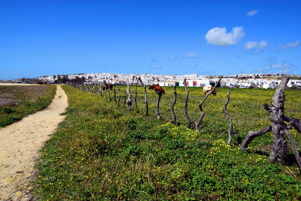 Foto de Conil de la Frontera (Cádiz), España