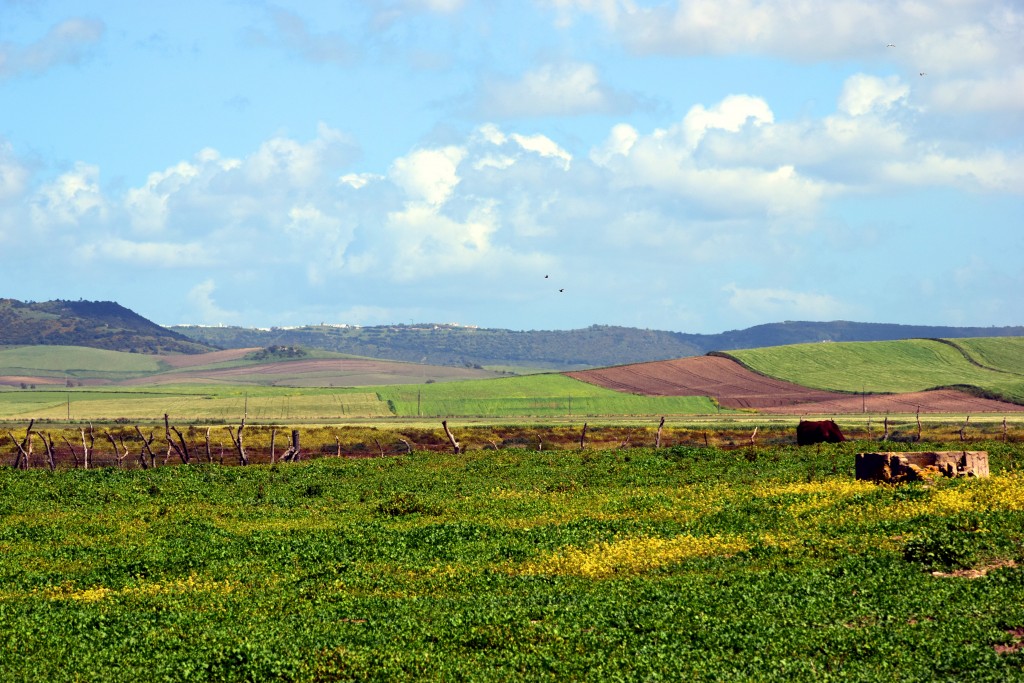 Foto de Conil de la Frontera (Cádiz), España