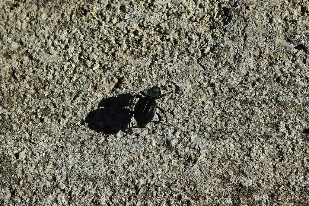 Foto: Bichito - Guadamur (Toledo), España