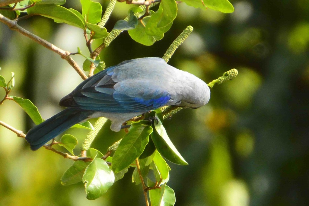 Foto de Alajuela, Costa Rica