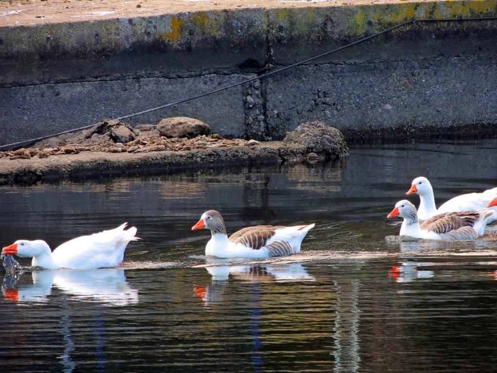 Foto de Hornachuelos (Córdoba), España