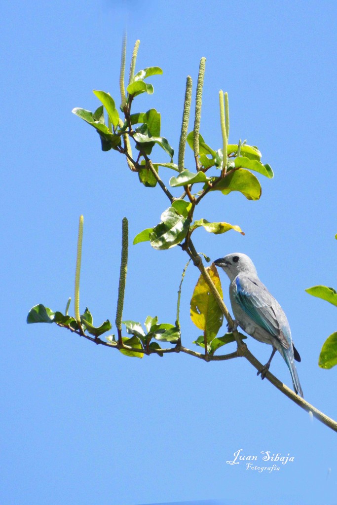 Foto: Viuda - Alajuela, Costa Rica