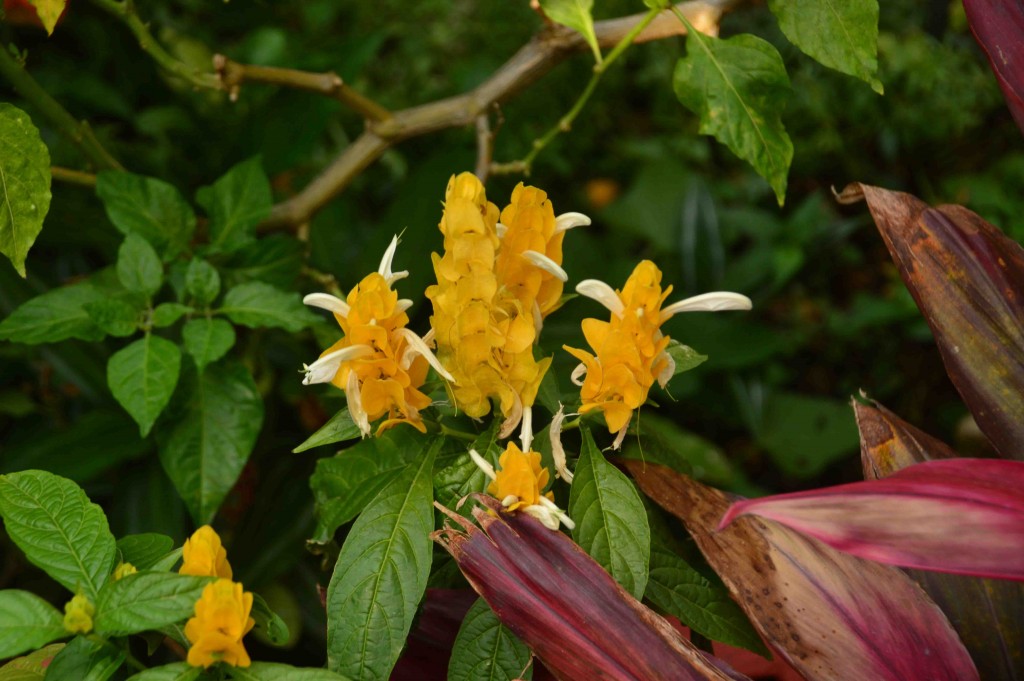 Foto de Alajuela, Costa Rica