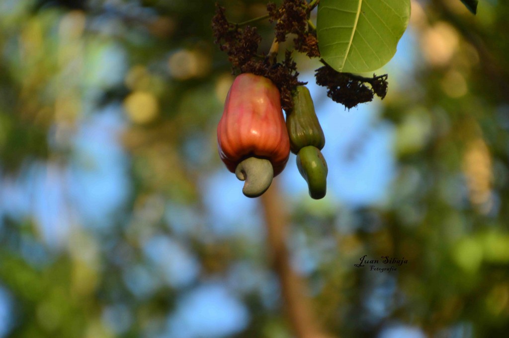 Foto de Guanacaste, Costa Rica