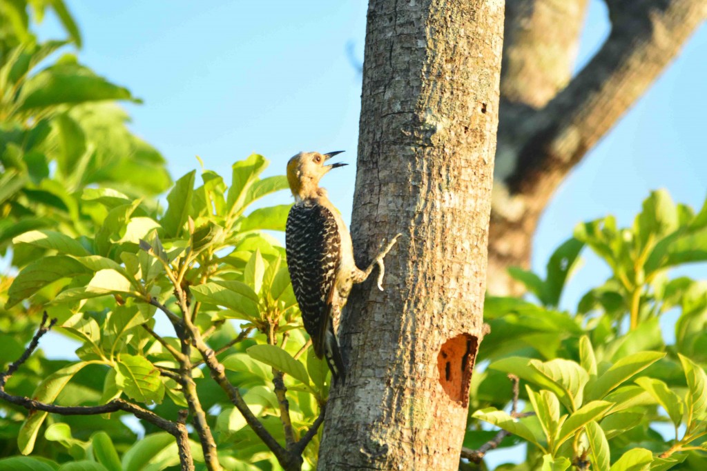 Foto de Guanacaste, Costa Rica