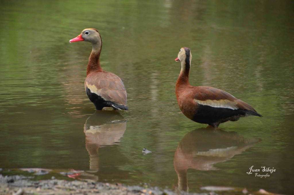 Foto de ALAJUELA (Alajuela), Costa Rica