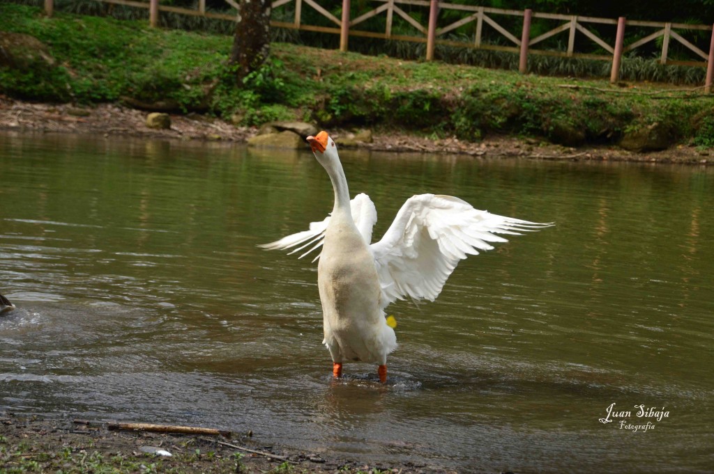 Foto de ALAJUELA (Alajuela), Costa Rica