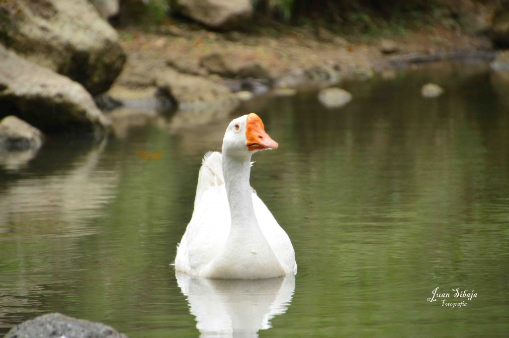 Foto de ALAJUELA (Alajuela), Costa Rica