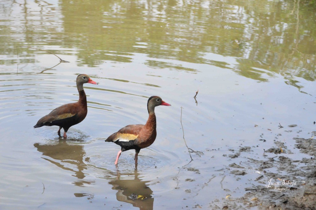 Foto de ALAJUELA (Alajuela), Costa Rica