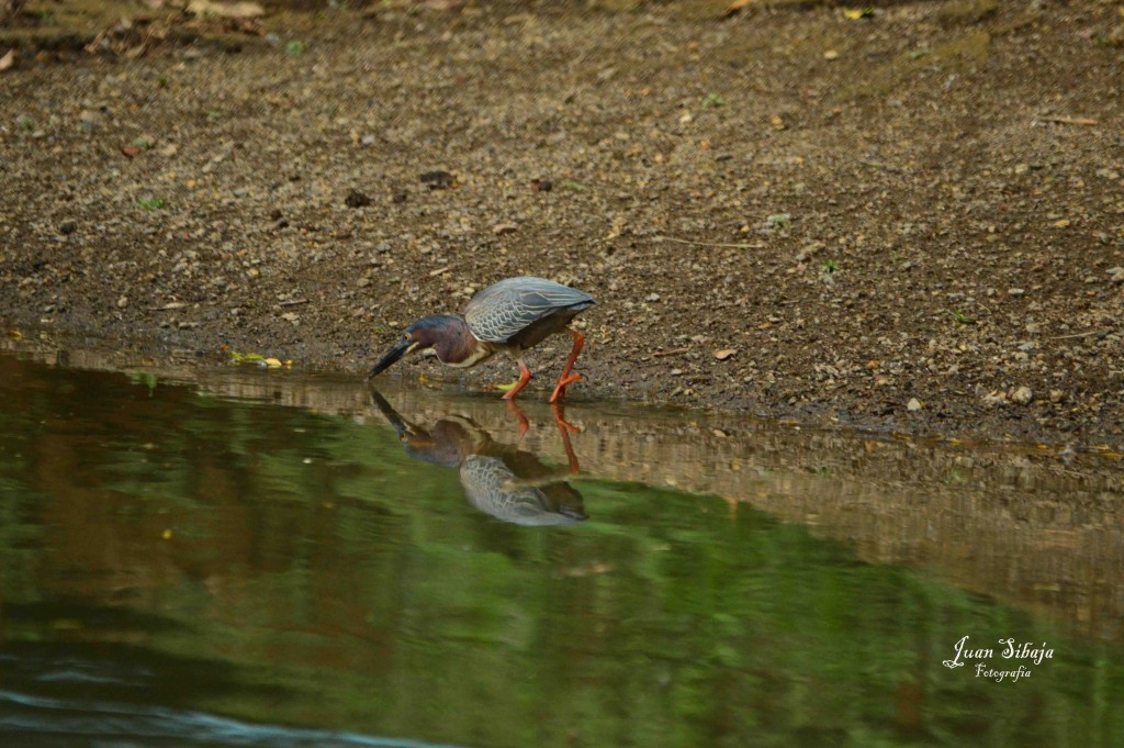 Foto de Alajuela, Costa Rica