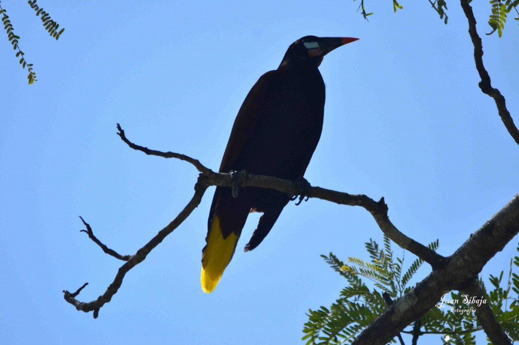 Foto de ALAJUELA (Alajuela), Costa Rica