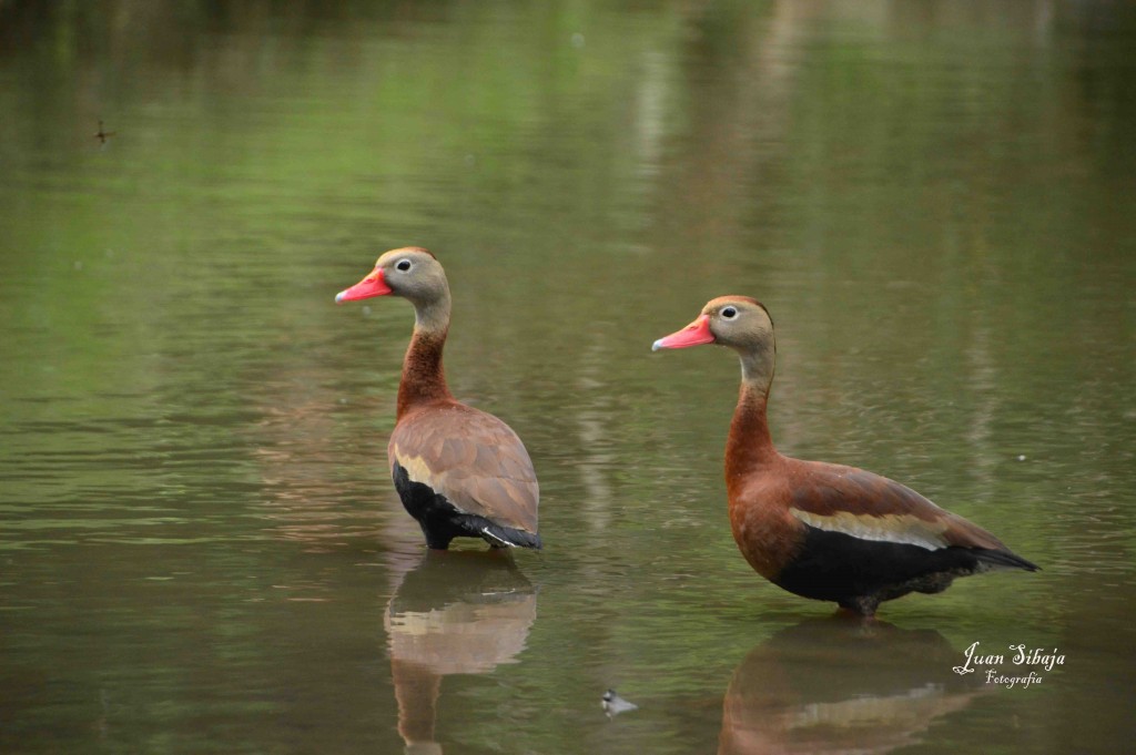 Foto de ALAJUELA (Alajuela), Costa Rica