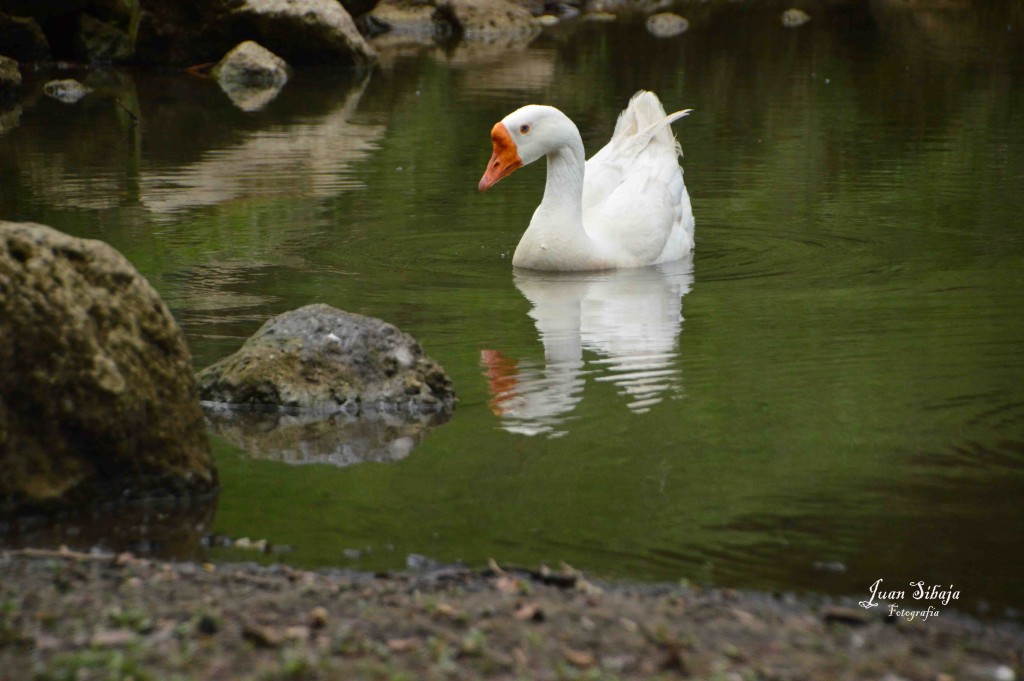 Foto de ALAJUELA (Alajuela), Costa Rica