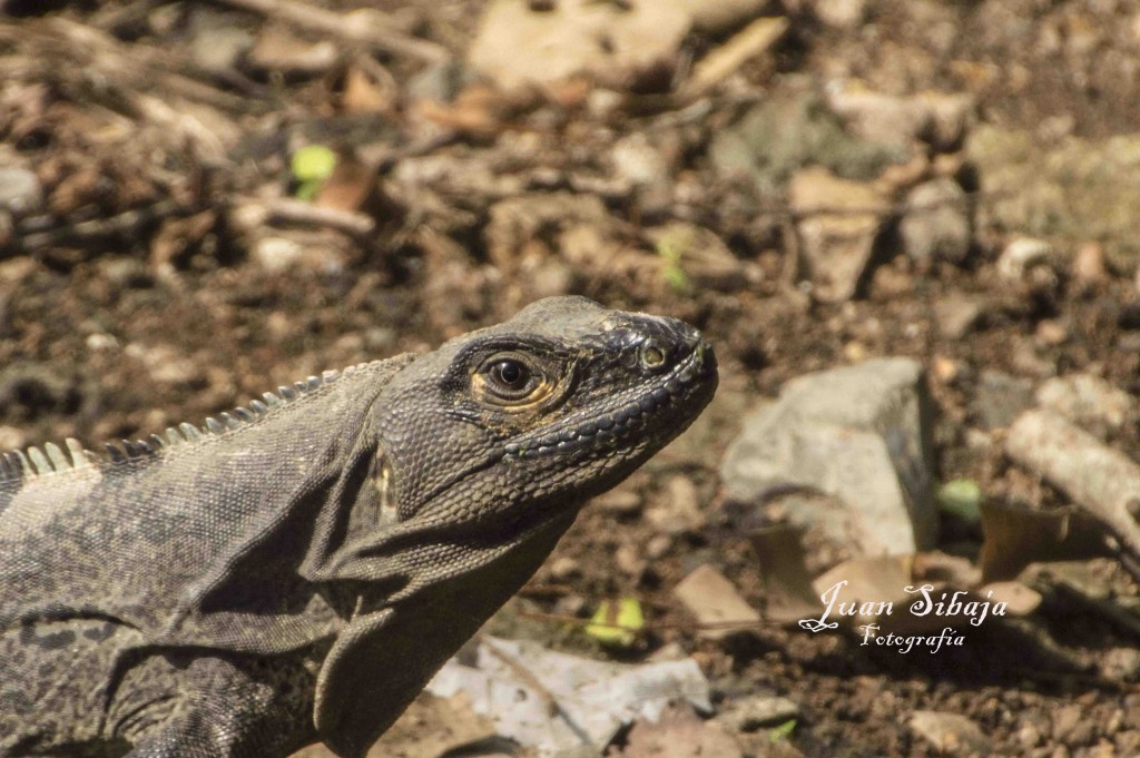 Foto de Alajuela, Costa Rica