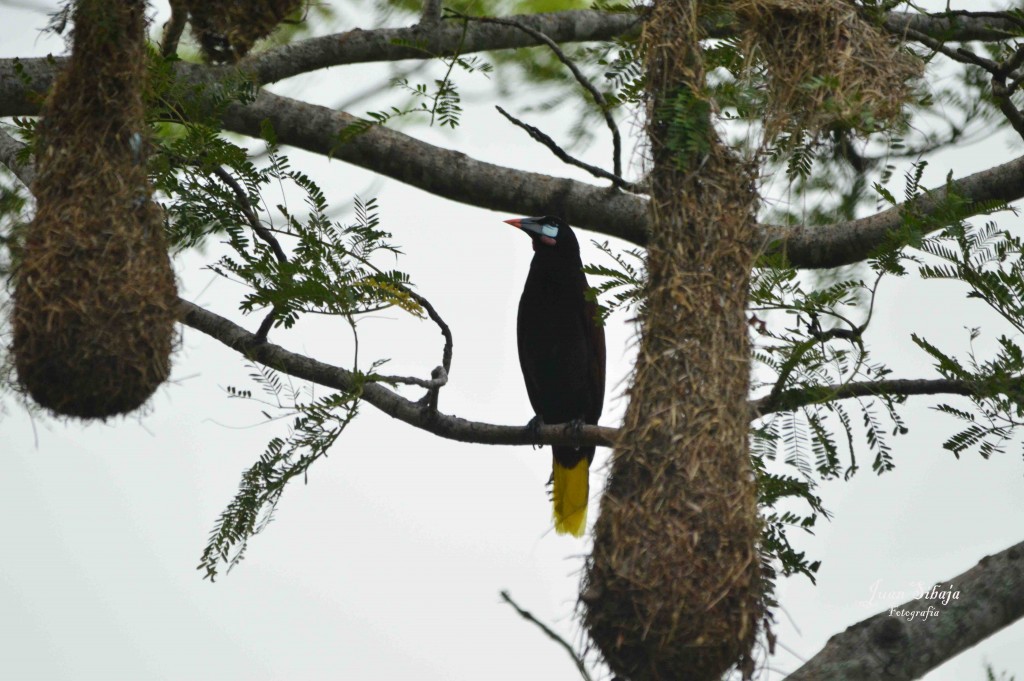 Foto de Alajuela, Costa Rica