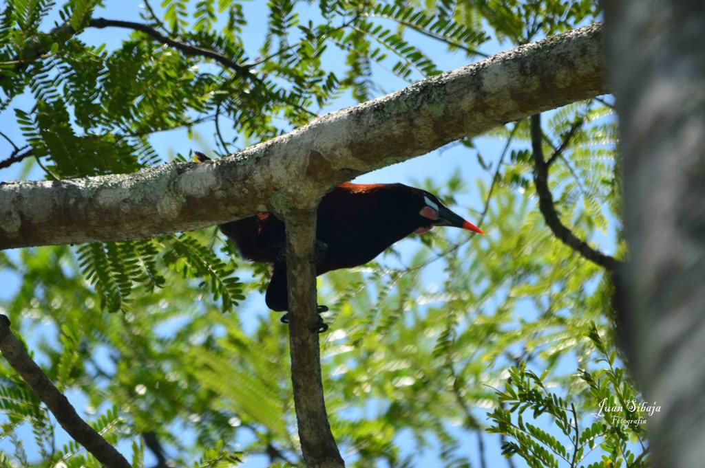 Foto de ALAJUELA (Alajuela), Costa Rica