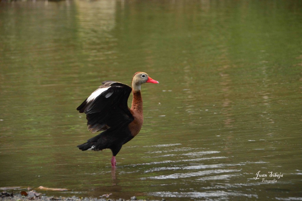 Foto de ALAJUELA (Alajuela), Costa Rica