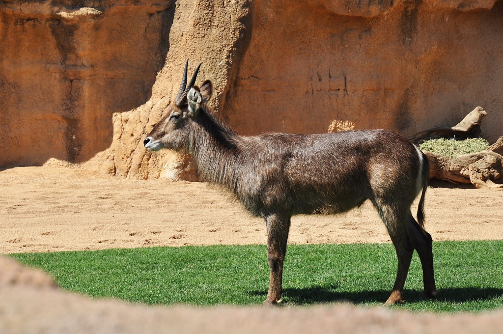 Foto: Bioparc - Valencia (València), España