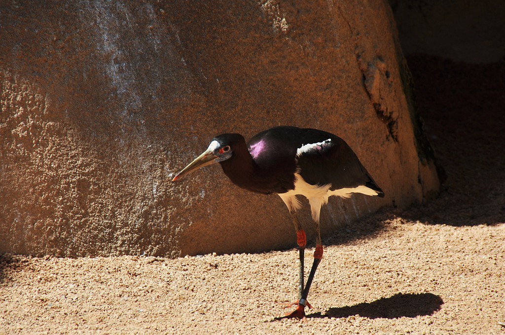 Foto: Bioparc - Valencia (València), España