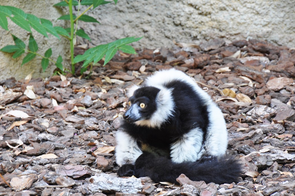 Foto: Bioparc - Valencia (València), España