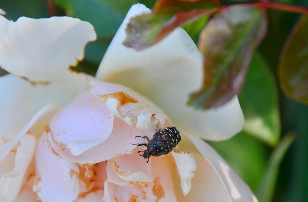 Foto: Macro - Valencia (València), España