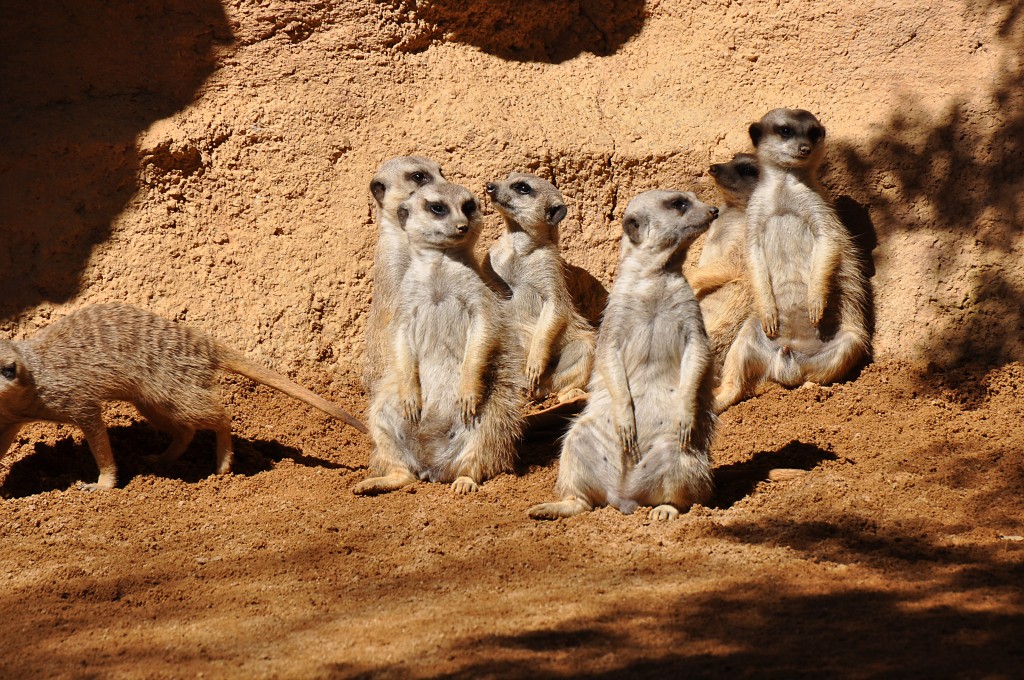 Foto: Bioparc - Valencia (València), España