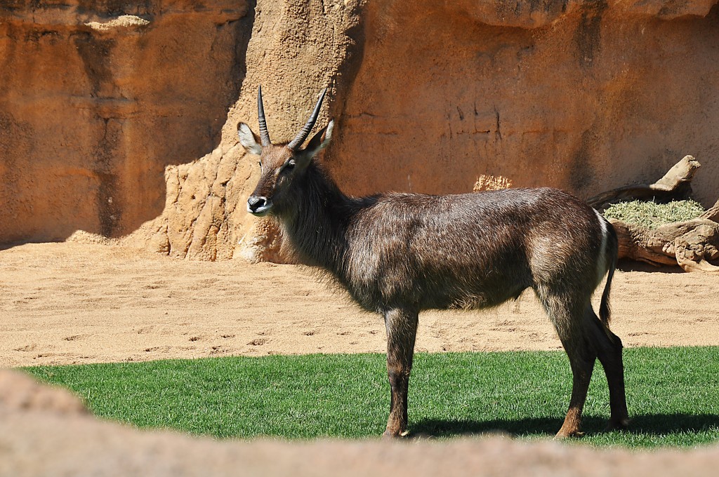 Foto: Bioparc - Valencia (València), España