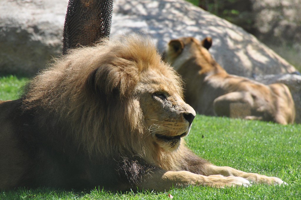 Foto: Bioparc - Valencia (València), España