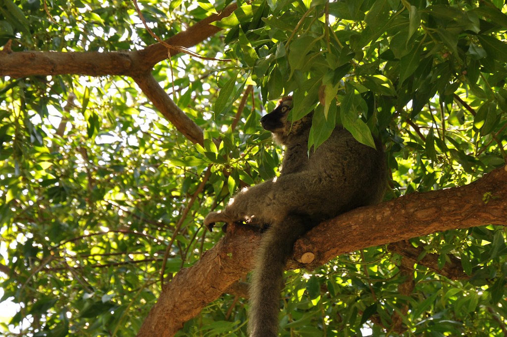 Foto: Bioparc - Valencia (València), España