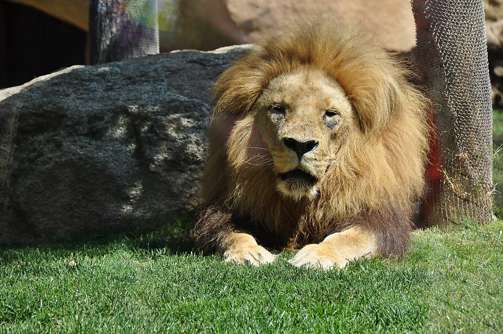 Foto: Bioparc - Valencia (València), España