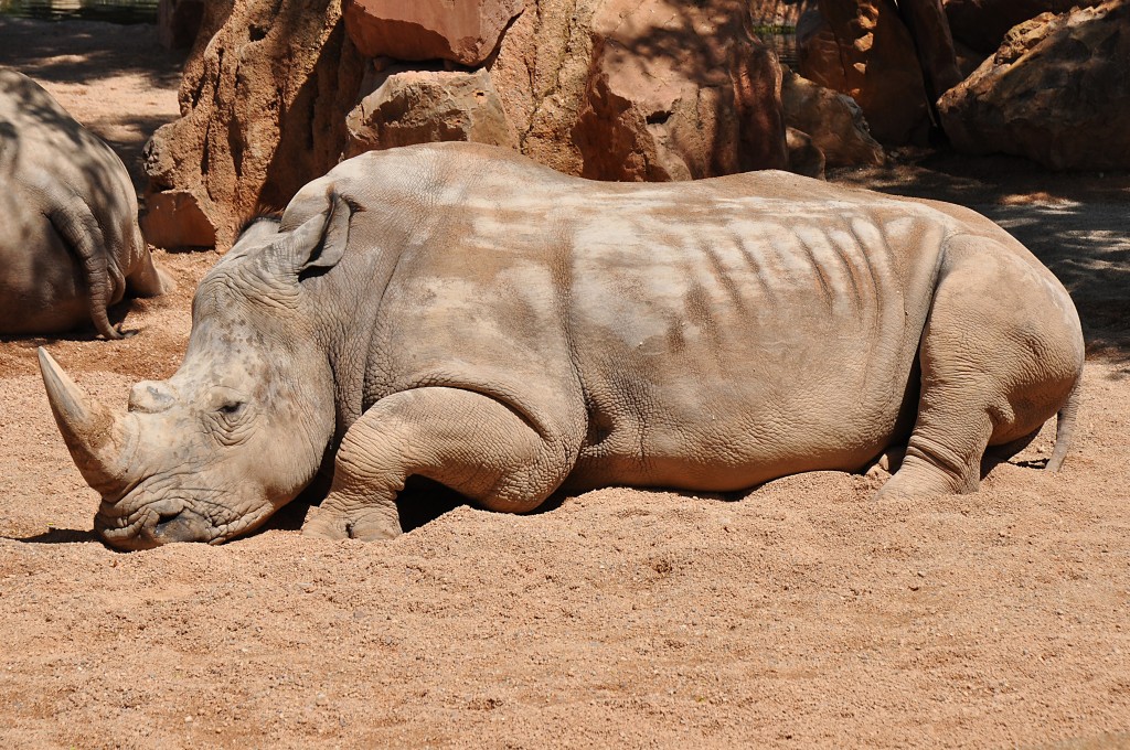 Foto: Bioparc - Valencia (València), España