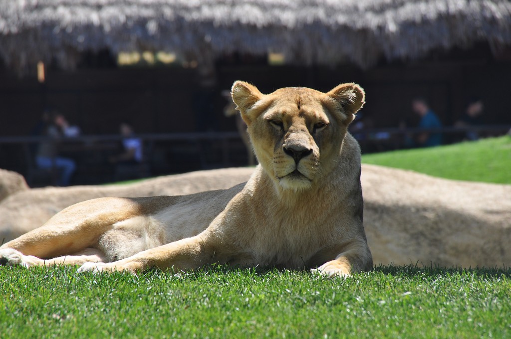 Foto: Bioparc - Valencia (València), España